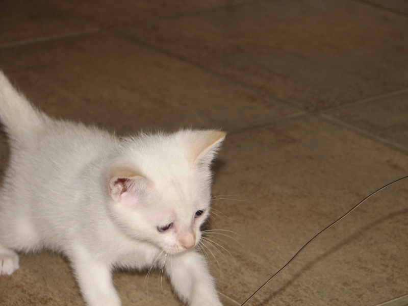 2009/09(September)/New_Kittens/800x600_20100206 424.JPG